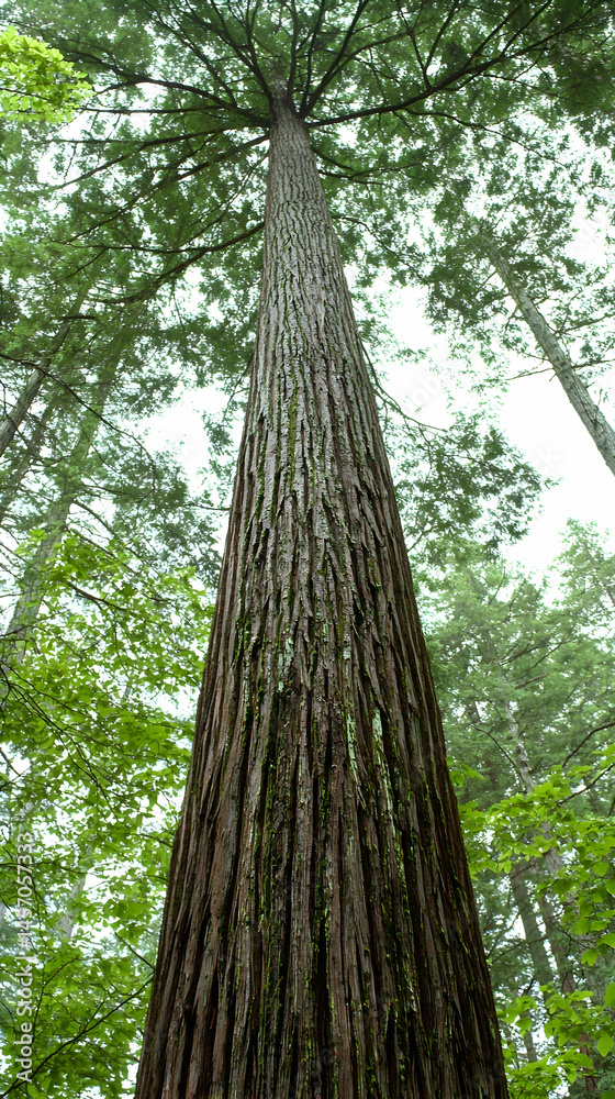 Obraz premium Tall Redwood Tree in Forest, Lush Green Canopy, Low Angle View, Nature Background, Ideal for Environmental or Nature Documentaries