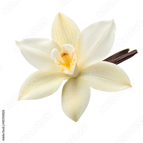 Vanilla Orchid's Elegant Beauty: A close-up of a delicate vanilla orchid, its creamy petals and intricate details, alongside a rich vanilla bean, radiates purity and the allure of tropical sweetness.
