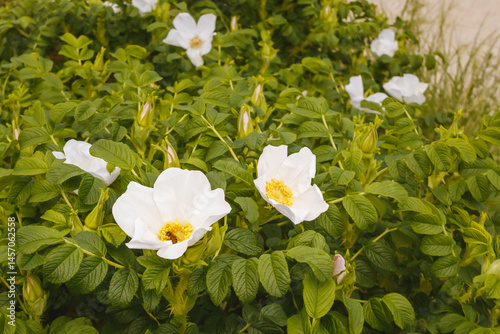 Bees and Beach Roses