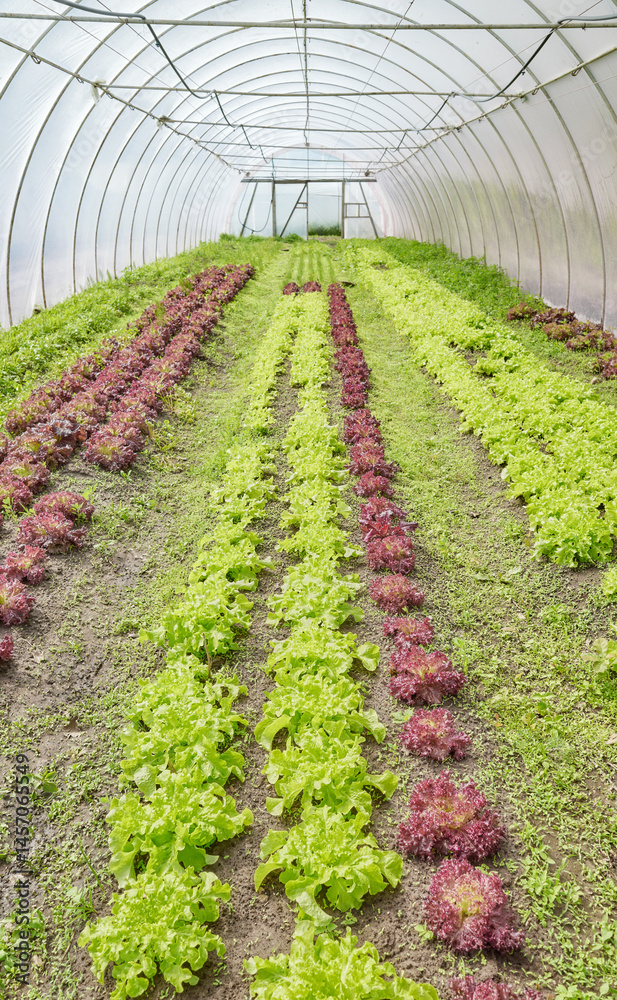 Organic lettuce grown in a polytunnel.