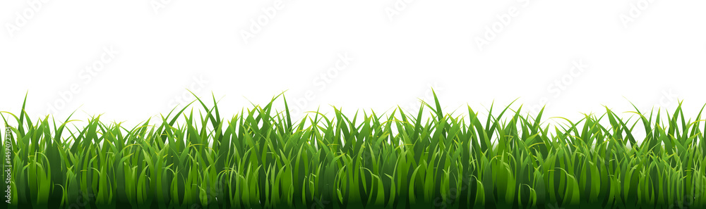 Fototapeta premium Grass Frame With White Background