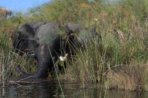 Elephant in wild savanna , Animal of africa