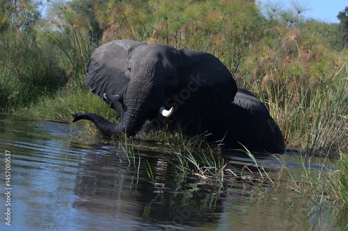 Elephant in wild savanna , Animal of africa