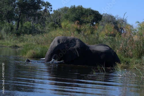 Elephant in wild savanna , Animal of africa