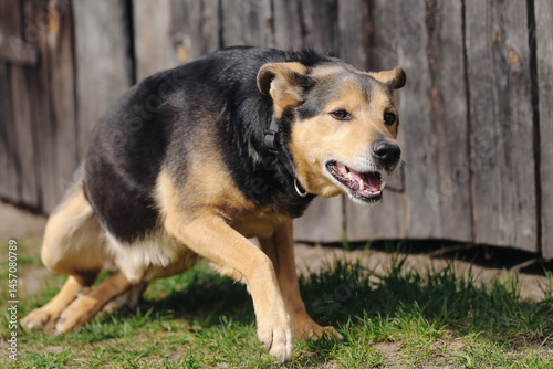 Fotografie Angry dog growling outside