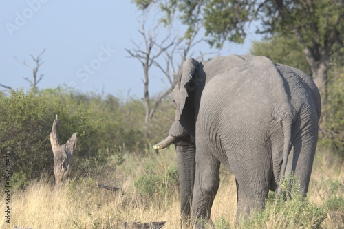 Elephant in wild savanna , Animal of africa