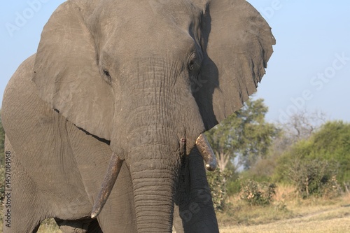 Elephant in wild savanna , Animal of africa