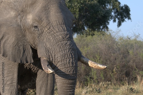 Elephant in wild savanna , Animal of africa