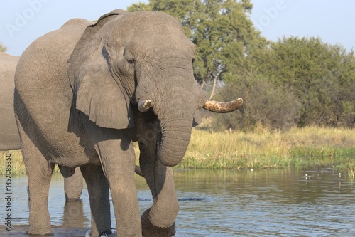 Elephant in wild savanna , Animal of africa