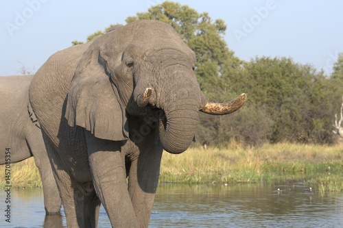 Elephant in wild savanna , Animal of africa