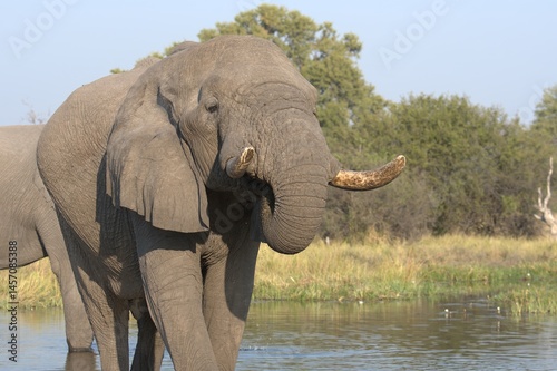 Elephant in wild savanna , Animal of africa