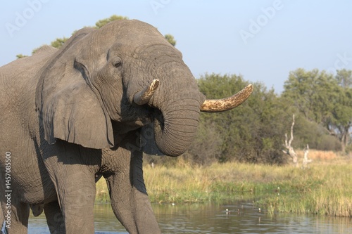 Elephant in wild savanna , Animal of africa