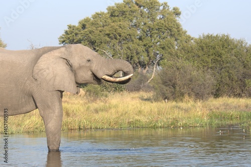 Elephant in wild savanna , Animal of africa