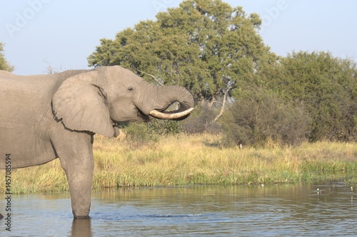 Elephant in wild savanna , Animal of africa