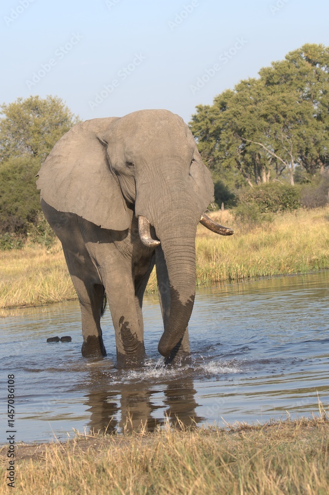 Obraz premium Elephant in wild savanna , Animal of africa