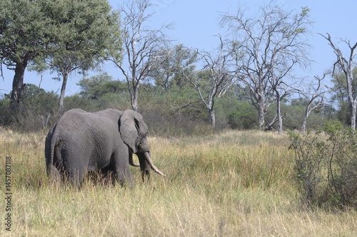 Elephant in wild savanna , Animal of africa