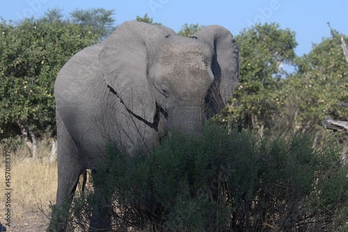 Elephant in wild savanna , Animal of africa