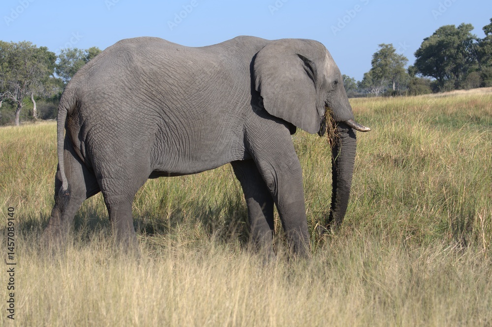 Fototapeta premium Elephant in wild savanna , Animal of africa