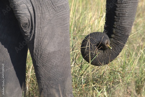 Elephant in wild savanna , Animal of africa