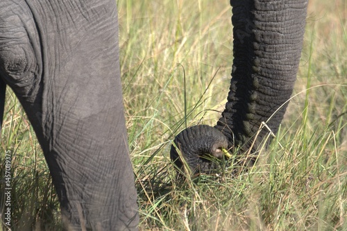 Elephant in wild savanna , Animal of africa