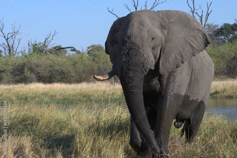 Fototapeta premium Elephant in wild savanna , Animal of africa