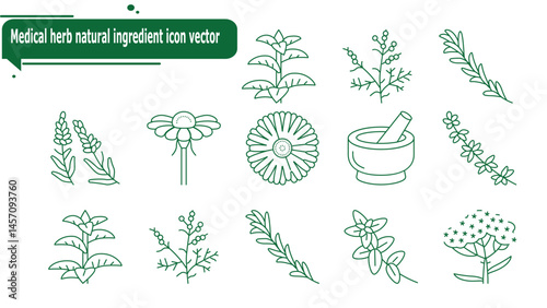 Medical herb natural ingredient icon vector