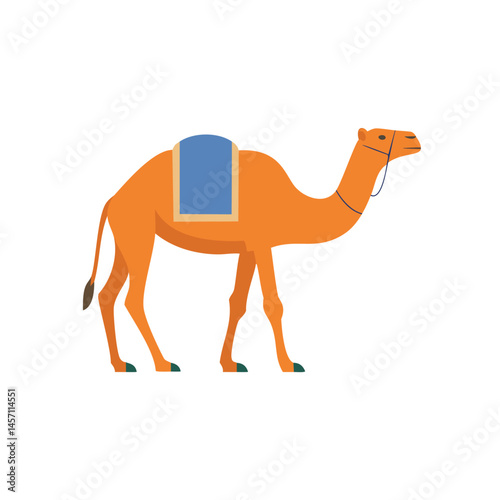 camel isolated on white