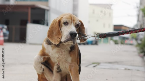 A senior beagle scratches itself while sitting on a residential street. Leashed and calm, the dog displays a natural, everyday pet behavior in. urban backdrop, and copy space for versatile use.