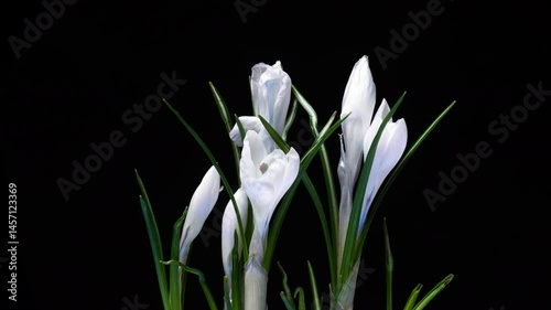 Time-Lapse Blooming: White Crocus Bouquet on Camera with Natural Spring Background.