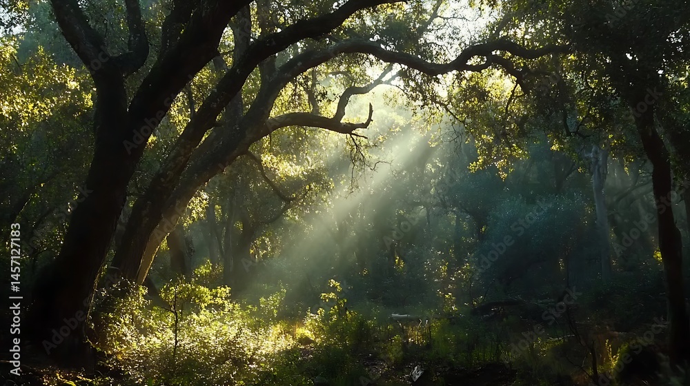 Obraz premium Sunlight through forest canopy