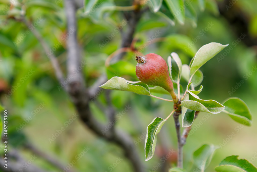 Red pear on tree branch, selective focus