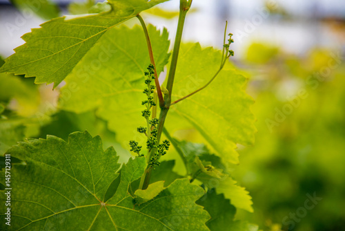 Grapevine with young leaves and buds blooming on a grapevine in the vineyard.