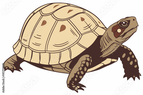 Illustration of a Box Turtle Walking on White Background