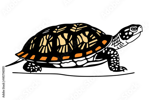 Eastern Box Turtle Illustration Black and Orange