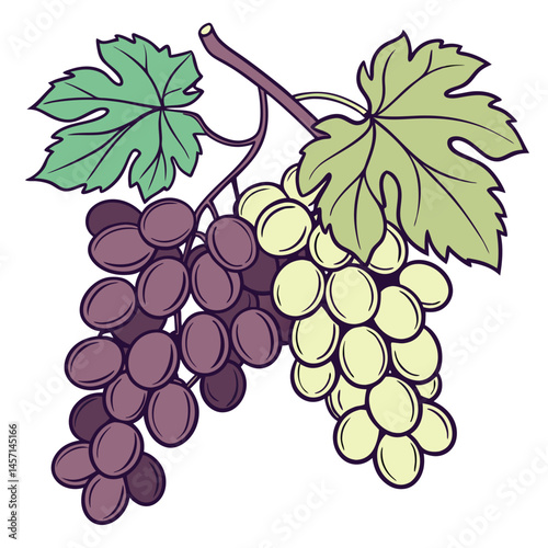 Grape Adobe Illustrator Artwork