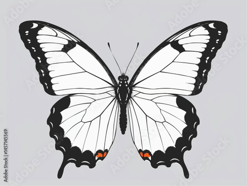 White Swallowtail Butterfly with black markings resting

