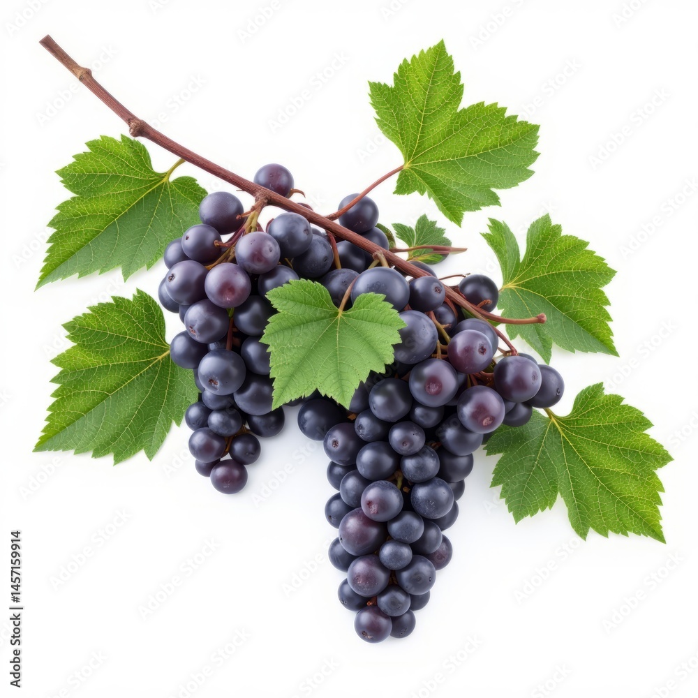 Fototapeta premium grape vine branches located in the center isolated on white background