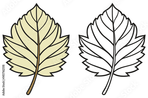 A symmetrical aspen leaf is presented in both color and black outline styles
