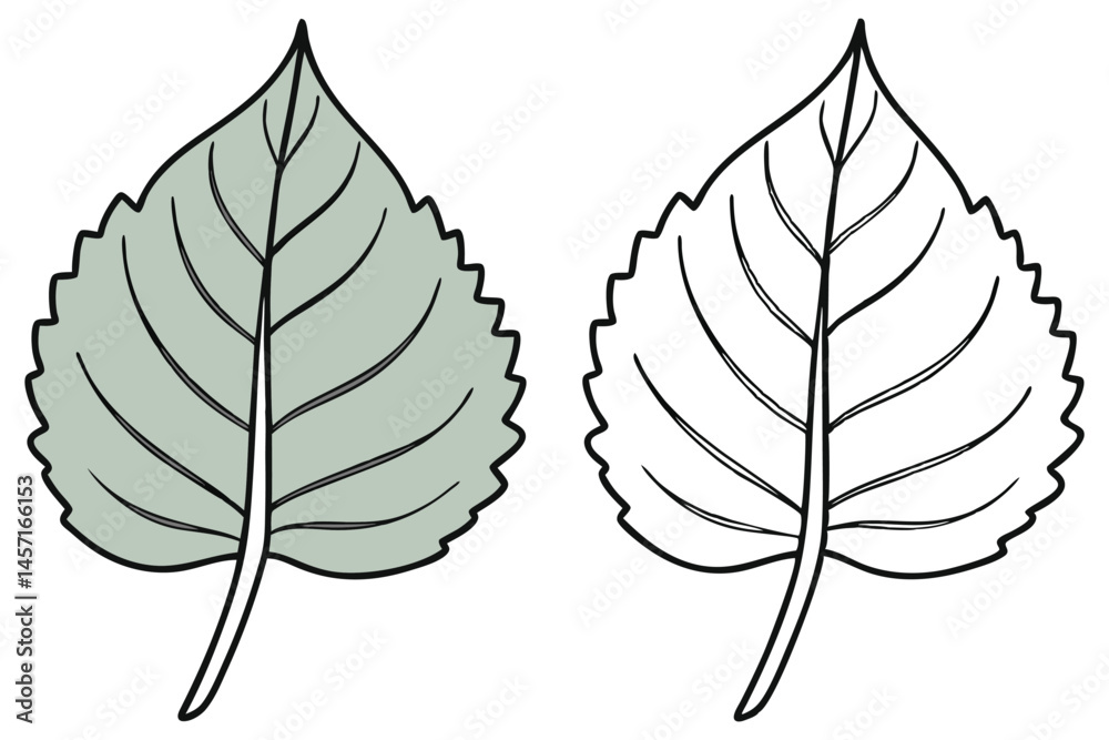 Fototapeta premium Aspen leaf outlined and colored soft gray, its veins displayed on a transparent background