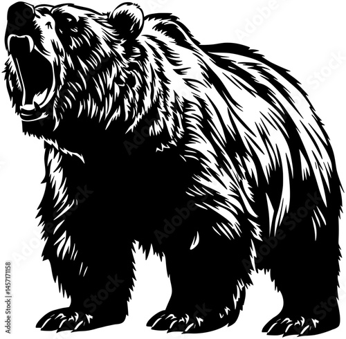 bear vector illustration