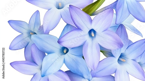 Cluster of Blue and Purple Blooming Flowers with Delicate Petals Against a White Background