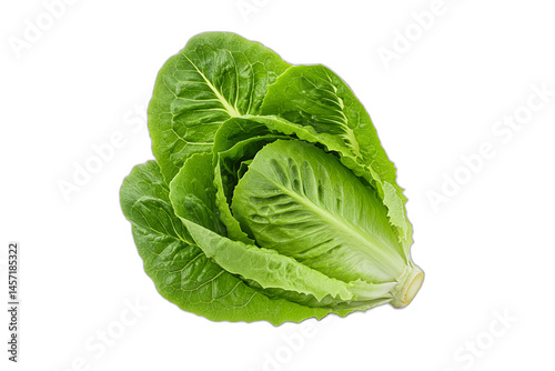 Fresh Leafy Greens: Cabbage, Romaine, and Iceberg Lettuce