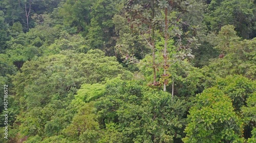 Dense tropical rainforest canopy near Temerloh, Pahang, Malaysia with a vibrant mix of lush green foliage, tall trees and wild undergrowth, captured under partly cloudy skies in untouched nature. 4k