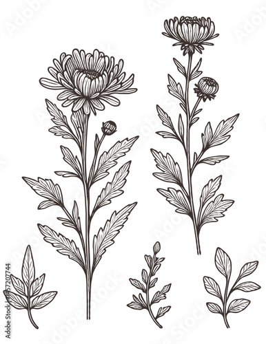 Chrysanthemum flowers. Hand drawn botanical illustration aster. Set of decorative floral elements. 