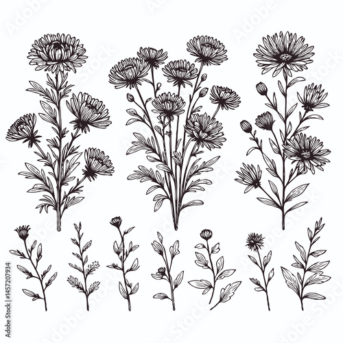 Chrysanthemum flowers. Hand drawn botanical illustration aster. Set of decorative floral elements. 