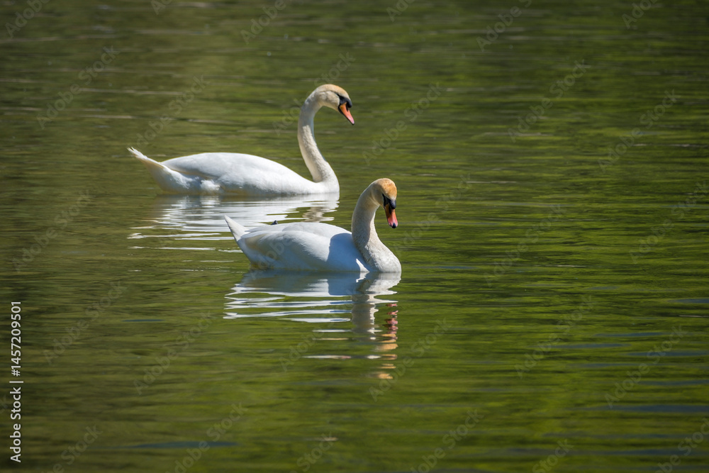 Obraz premium Schwäne auf dem Bodensee und Uferbereich