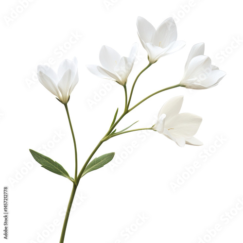 Stock image of white flower floral design element isolated on transparent background