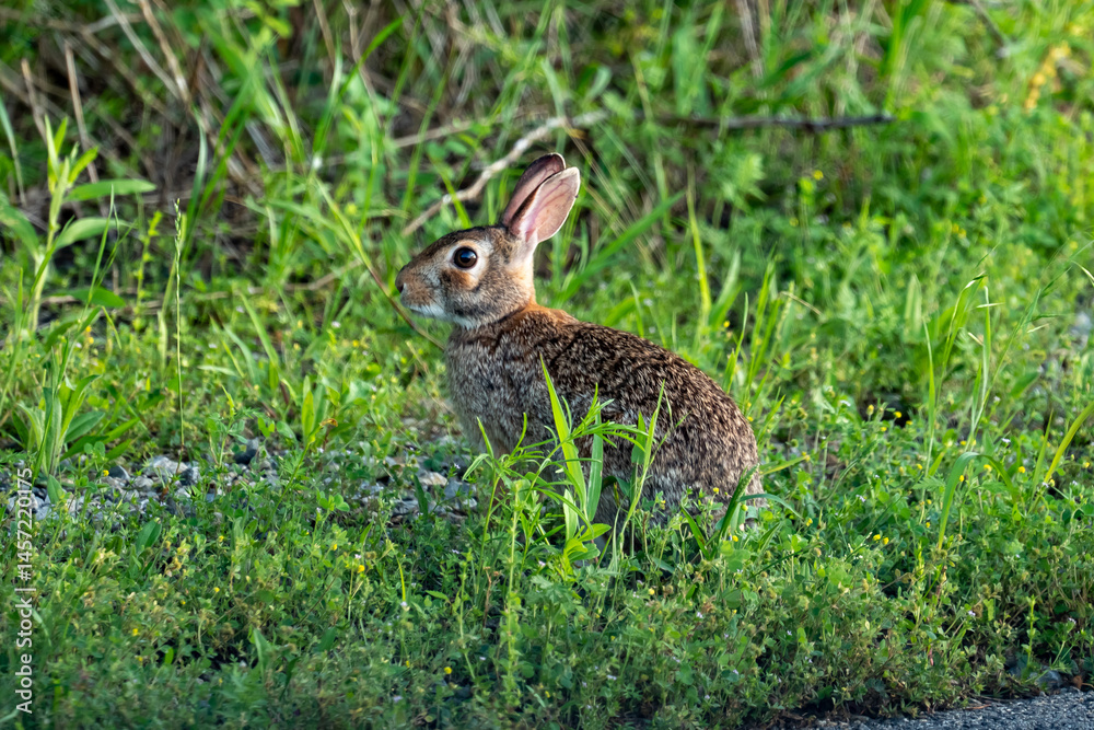 Fototapeta premium Eastern Cottontail at Cedar Hill State Park