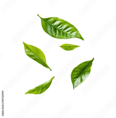 Isolated Green Leaves on Transparent Background for Nature and Organic Themes