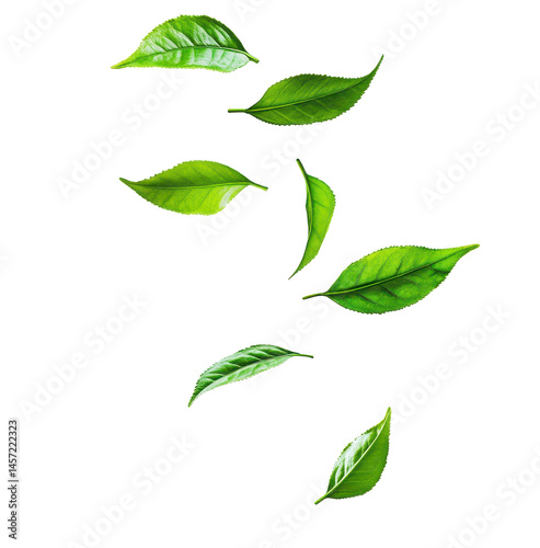 Isolated Green Leaves Floating Gracefully Against Transparent Background Evoking Freshness and Nature's Beauty